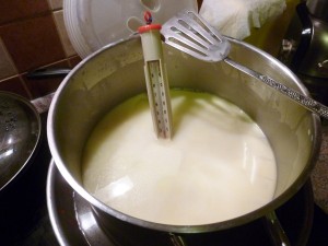 Mléko na čerstvý nepasterizovaný sýr ohřáté na 32 C